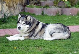 Image result for Perro Malamute