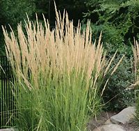 Image result for Karl Foerster Grass with Signage Board