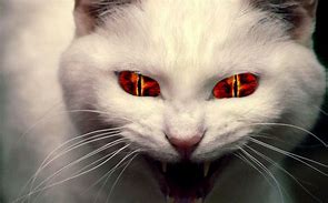 Image result for Evil Witch Cat