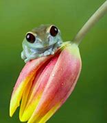 Image result for What Is a Flower Frog