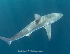 Image result for Dusky Shark Pups