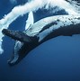 Image result for Whale Water