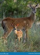 Image result for Mother Deer