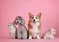 Image result for Pet Cafe Japan