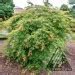 Image result for Ice Dragon Maple Tree