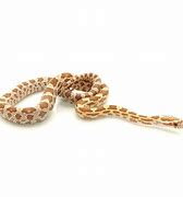 Image result for Gold Dust Corn Snake