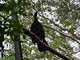 Image result for Black Guan