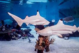 Image result for Aquarium of the Pacific Sharks