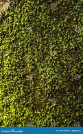 Image result for Fungus Texture