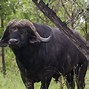 Image result for Buffalo in Africa