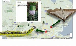 Image result for Box Moth Life Cycle