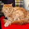 Image result for Maine Coon Cat