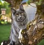 Image result for Blue Maine Coon Cat