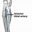 Image result for Anterior Tibial Artery