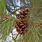 Image result for Pine