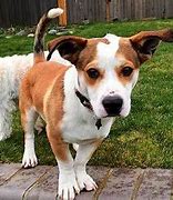 Image result for Corgi Hound Mix