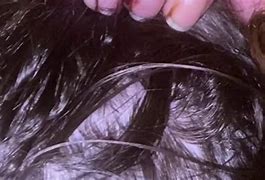 Image result for Hair Worm