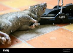 Image result for Dead Rat Trap