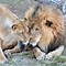 Image result for Lion Protecting Cub