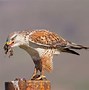 Image result for Ferruginous Hawk