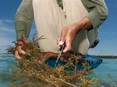 Image result for Seaweed Farming