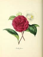 Image result for Botanical Illustrations Free