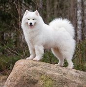 Image result for Small Samoyed