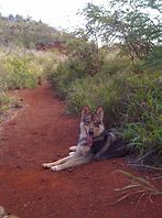 Image result for Tamaskan Husky Dog