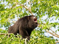 Image result for Rainforest Howler Monkeys