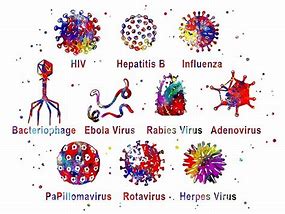 Image result for Different Kinds of Viruses