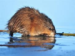 Image result for Show Me a Picture of a Muskrat