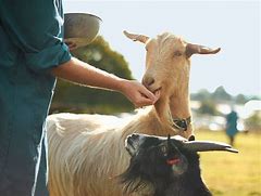 Image result for Goat Milk Lactose