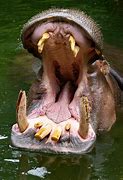 Image result for Hippo Big Teeth