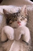 Image result for Scrungly Kitten