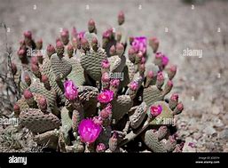 Image result for Desert Beavertail Cactus Flowers