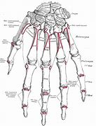 Image result for Hamate Bone