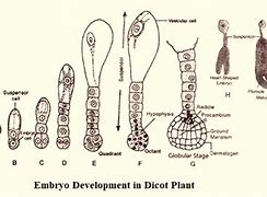 Image result for Dicot Embryo Development