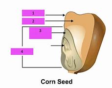 Image result for Corn Seed Structure Diagram