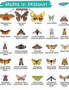 Image result for Moth Whole