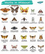 Image result for Moths in Trees