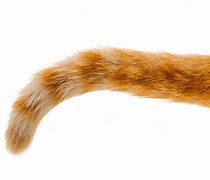 Image result for Cat Flat Tail