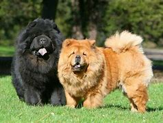 Image result for Most Expensive Dog