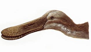 Image result for Ornithodesmus