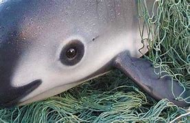 Image result for Largest Porpoise