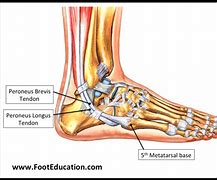 Image result for Peroneus Brevis Attachment