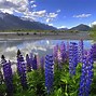 Image result for New Zealand Aesthetic