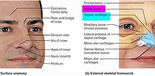 Image result for Human Body Septum