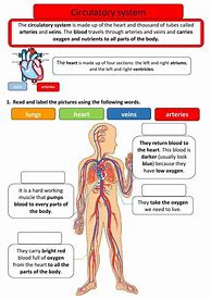 Image result for Human Circulatory System Worksheet