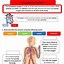 Image result for Human Circulatory System Worksheet