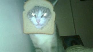 Image result for Goober Cat PFP